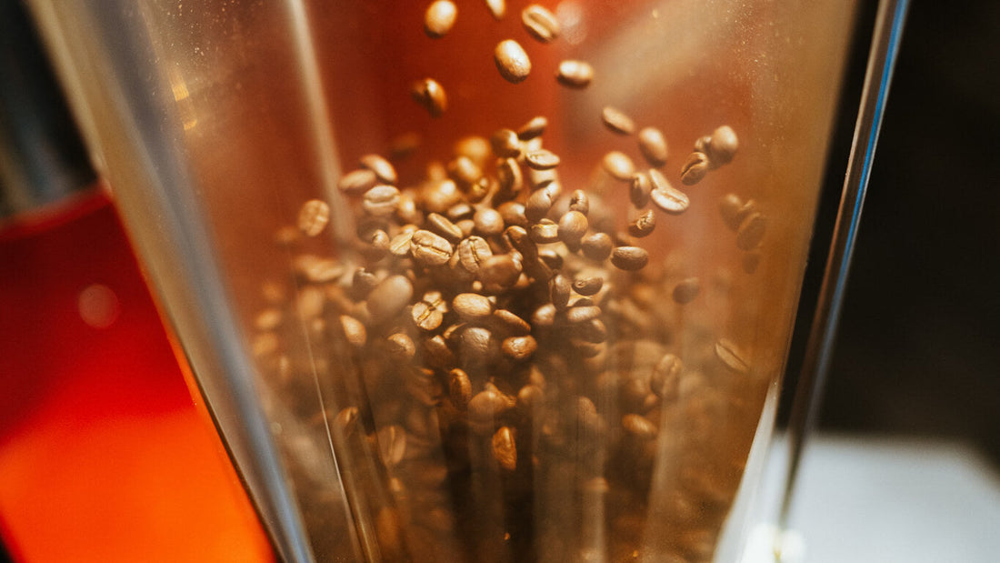 Coffee beans floating and tumbling on hot air inside the clear chamber of a Kribi air roaster
