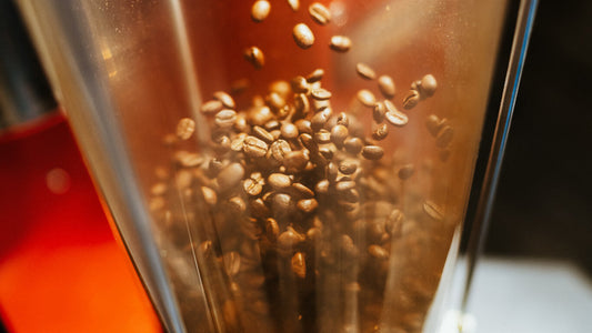 Coffee beans floating and tumbling on hot air inside the clear chamber of a Kribi air roaster